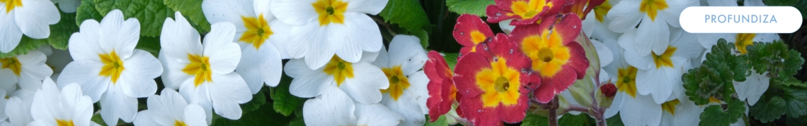 1 eufrasia