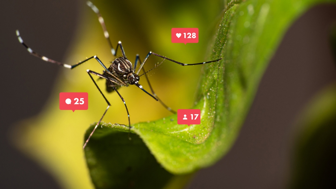 aedes aegypti mosquito that transmits dengue in brazil perched on a leaf macro photography selective focus (2)