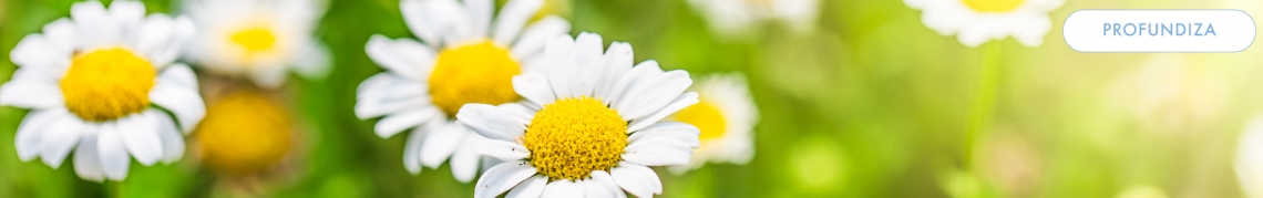 flores de manzanilla