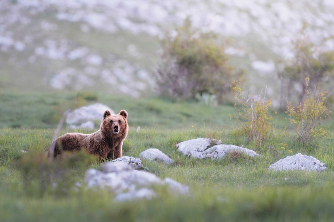 foto Orso WWF bassa