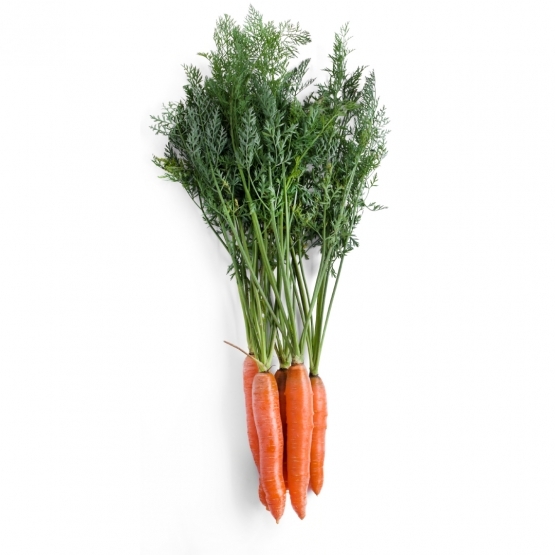 1 carote intestino
