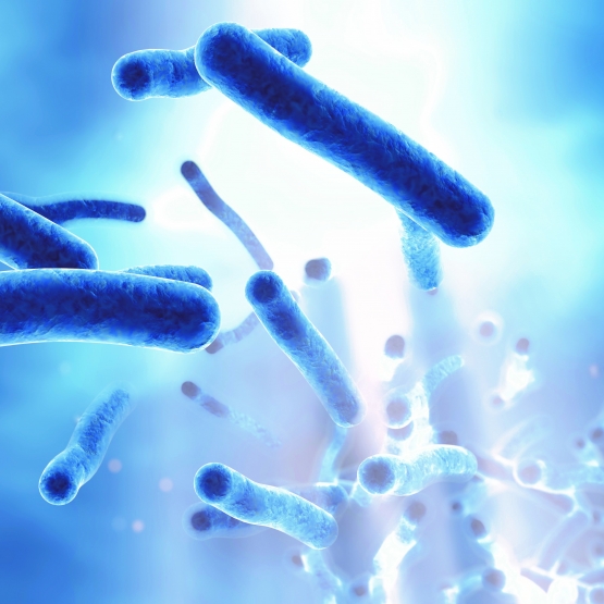 1 lattobacilli4