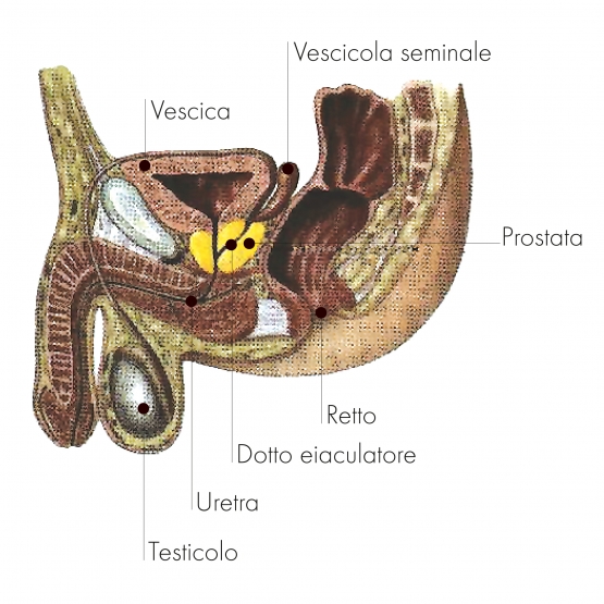 11 IMM1 Tavola disegno 1