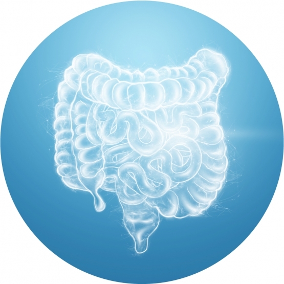 2 Immagini differenza tra prebiotici e probiotici