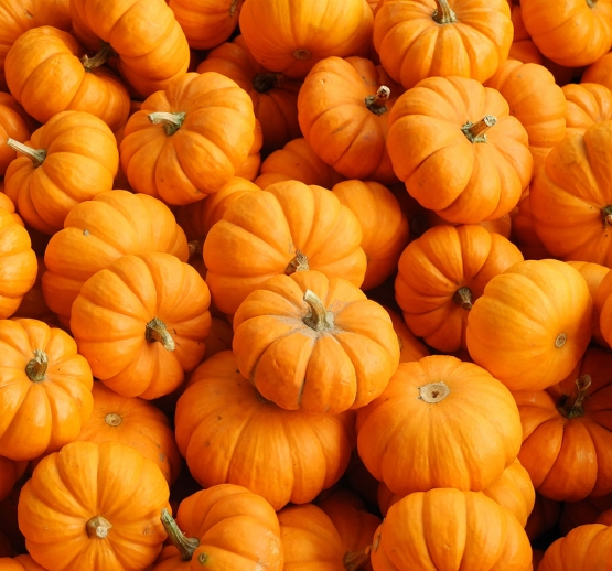 close up shot of fresh pumpkins in different shapes and sizes perfect for a