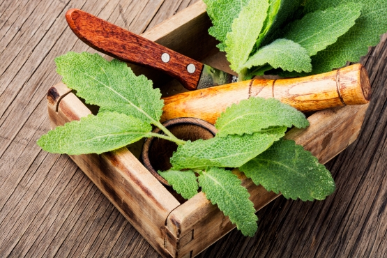 natural medicine herbs